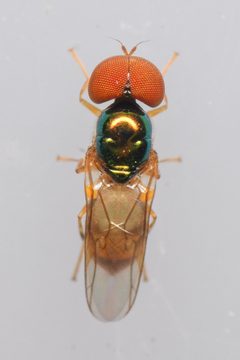 Microchrysa by (c) Trevor Van Loon, some rights reserved (CC BY), uploaded by Trevor Van Loon. Used under a CC-BY license.