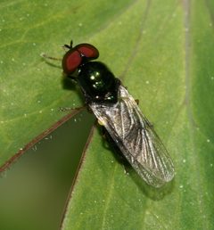 Microchrysa polita by (c) S. Rae, some rights reserved (CC BY). Used under a CC-BY license.