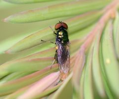 Microchrysa polita by (c) S. Rae, some rights reserved (CC BY). Used under a CC-BY license.