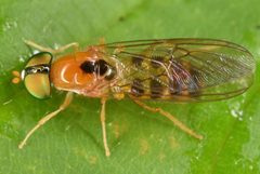 Sargus elegans by (c) skitterbug, some rights reserved (CC BY), uploaded by skitterbug. Used under a CC-BY license.