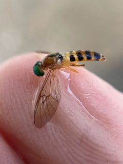 Sargus elegans by (c) Jacob Weston, some rights reserved (CC BY), uploaded by Jacob Weston. Used under a CC-BY license.