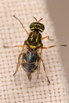 Euparyphus by (c) Trevor Van Loon, some rights reserved (CC BY), uploaded by Trevor Van Loon. Used under a CC-BY license.