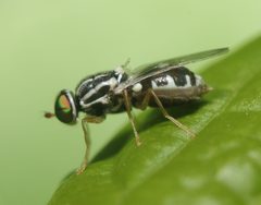 Oxycera albovittata by (c) Zachary Dankowicz, some rights reserved (CC BY), uploaded by Zachary Dankowicz. Used under a CC-BY license.