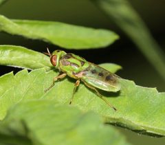 Hedriodiscus trivittatus by (c) Laura Gaudette, some rights reserved (CC BY), uploaded by Laura Gaudette. Used under a CC-BY license.