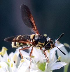 Hoplitimyia constans by (c) Catherine C. Galley, some rights reserved (CC BY), uploaded by Catherine C. Galley. Used under a CC-BY license.