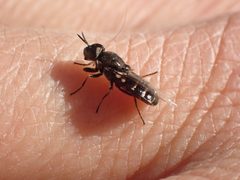 Odontomyia nigerrima by (c) Matt Bowser, some rights reserved (CC BY), uploaded by Matt Bowser. Used under a CC-BY license.
