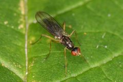 Strongylophthalmyia angustipennis by (c) Trevor Van Loon, some rights reserved (CC BY), uploaded by Trevor Van Loon. Used under a CC-BY license.