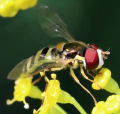 Allograpta exotica by (c) Catherine C. Galley, some rights reserved (CC BY), uploaded by Catherine C. Galley. Used under a CC-BY license.