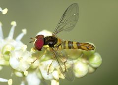 Allograpta obliqua by (c) Steve Kerr, some rights reserved (CC BY), uploaded by Steve Kerr. Used under a CC-BY license.