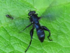 Chalcosyrphus chalybeus by (c) Theo Rickert, some rights reserved (CC BY), uploaded by Theo Rickert. Used under a CC-BY license.