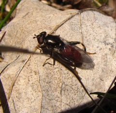 Chalcosyrphus libo by (c) christine123, some rights reserved (CC BY), uploaded by christine123. Used under a CC-BY license.
