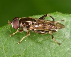 Chalcosyrphus metallicus by (c) skitterbug, some rights reserved (CC BY), uploaded by skitterbug. Used under a CC-BY license.