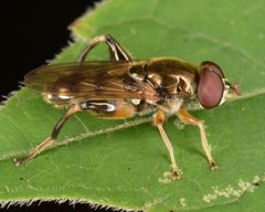 Chalcosyrphus metallicus by (c) skitterbug, some rights reserved (CC BY), uploaded by skitterbug. Used under a CC-BY license.
