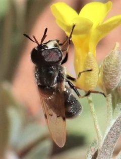 Copestylum caudatum by (c) crseaquist, some rights reserved (CC BY), uploaded by crseaquist. Used under a CC-BY license.
