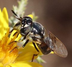 Copestylum marginatum by (c) Catherine C. Galley, some rights reserved (CC BY), uploaded by Catherine C. Galley. Used under a CC-BY license.