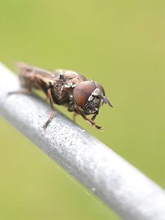 Orthonevra pictipennis by (c) Will Linnard, some rights reserved (CC BY), uploaded by Will Linnard. Used under a CC-BY license.