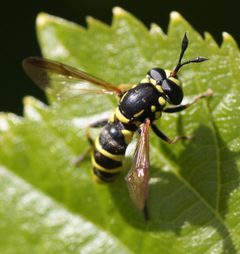 Ceriana tridens by (c) Andrew Meeds, some rights reserved (CC BY), uploaded by Andrew Meeds. Used under a CC-BY license.