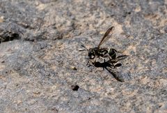 Polybiomyia sayi by (c) Forest Botial-Jarvis, some rights reserved (CC BY), uploaded by Forest Botial-Jarvis. Used under a CC-BY license.