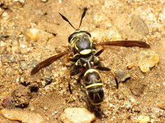 Sphiximorpha by (c) Katja Schulz, some rights reserved (CC BY). Used under a CC-BY license.