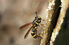 Sphiximorpha by (c) Frank Vassen, some rights reserved (CC BY). Used under a CC-BY license.