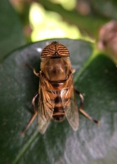 Eristalinus by (c) Sunčana Bradley, some rights reserved (CC BY), uploaded by Sunčana Bradley. Used under a CC-BY license.
