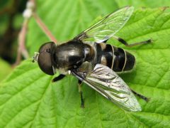 Eristalis dimidiata by (c) Gilles Gonthier, some rights reserved (CC BY). Used under a CC-BY license.