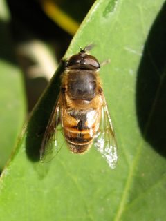 Eristalis by (c) Jon Sullivan, some rights reserved (CC BY). Used under a CC-BY license.