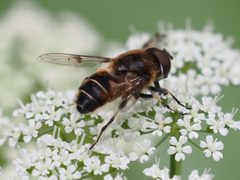 Eristalis rupium by (c) Michael Knapp, some rights reserved (CC BY), uploaded by Michael Knapp. Used under a CC-BY license.