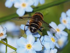 Eristalis rupium by (c) Michael Knapp, some rights reserved (CC BY), uploaded by Michael Knapp. Used under a CC-BY license.