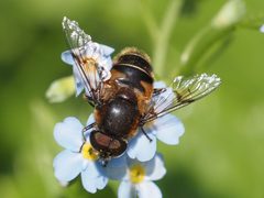 Eristalis rupium by (c) Michael Knapp, some rights reserved (CC BY), uploaded by Michael Knapp. Used under a CC-BY license.