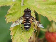 Eristalis rupium by (c) Michael Knapp, some rights reserved (CC BY), uploaded by Michael Knapp. Used under a CC-BY license.