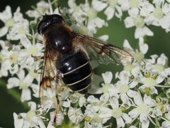 Eristalis rupium by (c) Michael Knapp, some rights reserved (CC BY), uploaded by Michael Knapp. Used under a CC-BY license.