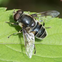 Eristalis saxorum by (c) Ken-ichi Ueda, some rights reserved (CC BY), uploaded by Ken-ichi Ueda. Used under a CC-BY license.
