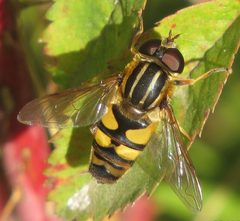 Helophilus fasciatus by no rights reserved, uploaded by Steve Wells. Used under a CC0 license.