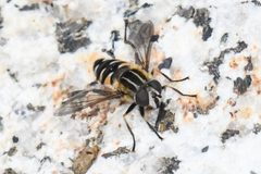 Helophilus groenlandicus by (c) Trevor Van Loon, some rights reserved (CC BY), uploaded by Trevor Van Loon. Used under a CC-BY license.