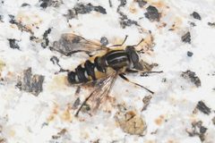 Helophilus groenlandicus by (c) Trevor Van Loon, some rights reserved (CC BY), uploaded by Trevor Van Loon. Used under a CC-BY license.