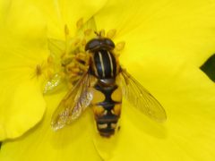 Helophilus intentus by (c) Matt Muir, some rights reserved (CC BY), uploaded by Matt Muir. Used under a CC-BY license.