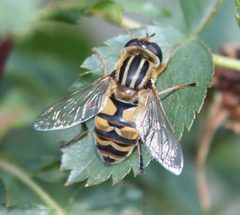 Helophilus latifrons by (c) Rebecca Ray, some rights reserved (CC BY), uploaded by Rebecca Ray. Used under a CC-BY license.