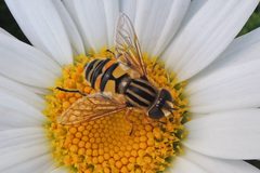 Helophilus latifrons by (c) Bill Keim, some rights reserved (CC BY). Used under a CC-BY license.