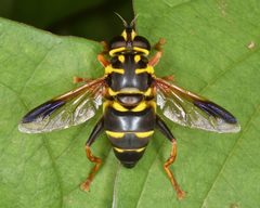 Meromacrus acutus by (c) Christina Butler, some rights reserved (CC BY). Used under a CC-BY license.
