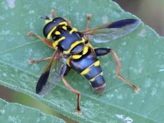 Meromacrus acutus by (c) Sam Kieschnick, some rights reserved (CC BY), uploaded by Sam Kieschnick. Used under a CC-BY license.