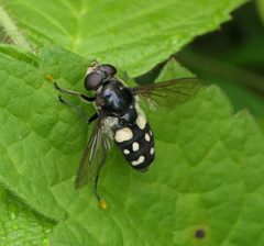 Sericomyia lata by (c) christine123, some rights reserved (CC BY), uploaded by christine123. Used under a CC-BY license.