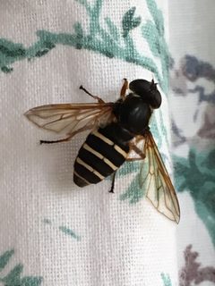 Sericomyia nigra by (c) dschigel, some rights reserved (CC BY), uploaded by dschigel. Used under a CC-BY license.