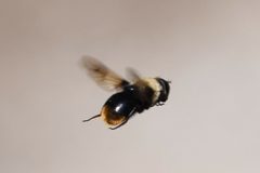 Sericomyia vockerothi by (c) Syd Cannings, some rights reserved (CC BY), uploaded by Syd Cannings. Used under a CC-BY license.