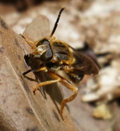 Teuchocnemis lituratus by (c) Carrie Seltzer, some rights reserved (CC BY), uploaded by Carrie Seltzer. Used under a CC-BY license.