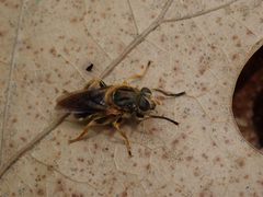 Teuchocnemis lituratus by (c) Evan M. Raskin, some rights reserved (CC BY), uploaded by Evan M. Raskin. Used under a CC-BY license.