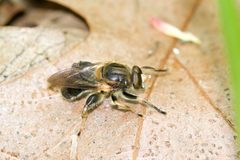 Teuchocnemis lituratus by (c) Owen Strickland, some rights reserved (CC BY), uploaded by Owen Strickland. Used under a CC-BY license.