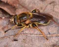 Teuchocnemis lituratus by (c) skitterbug, some rights reserved (CC BY), uploaded by skitterbug. Used under a CC-BY license.
