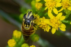 Copestylum vittatum by (c) Niki Robertson, some rights reserved (CC BY), uploaded by Niki Robertson. Used under a CC-BY license.