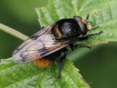 Volucella by (c) Michael Knapp, some rights reserved (CC BY), uploaded by Michael Knapp. Used under a CC-BY license.